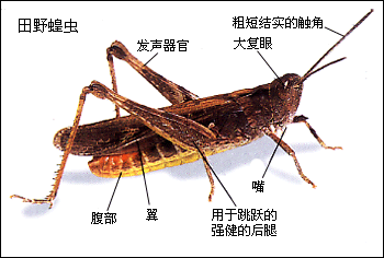 初中生物学——蝗虫与蟋蟀