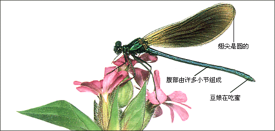 初中生物学—蜻蜓蜉蝣和豆娘