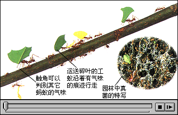 初中生物学—蚂蚁和白蚁