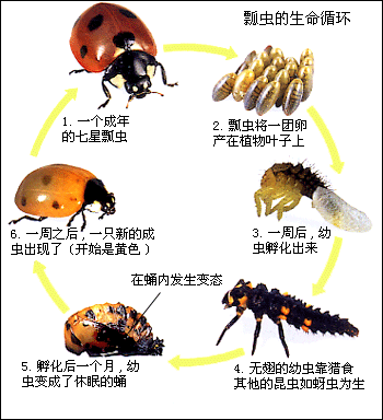 许多昆虫的生命循环中包含着一个称为完全变态的过程,卵