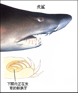 因为它们的下腭与头骨连接疏松,所以鲨鱼嘴可以张得