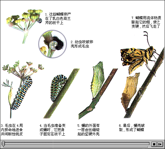 蝴蝶初中生物学chzhshw Ucoz Net