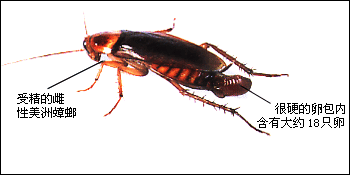 初中生物学 蟑螂和跳蚤