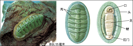 软体动物初中生物学chzhshw Ucoz Net