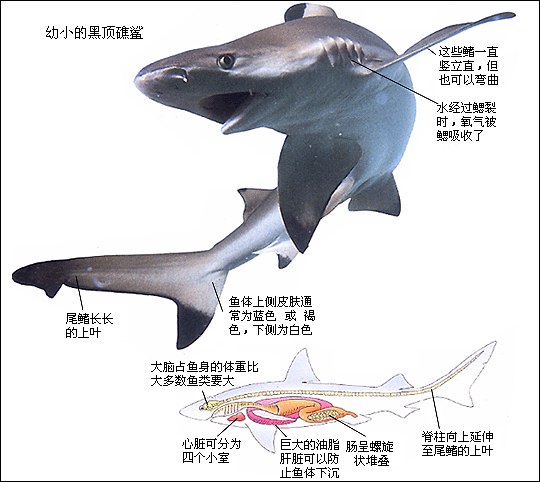 初中生物学 鲨鱼和鳐鱼