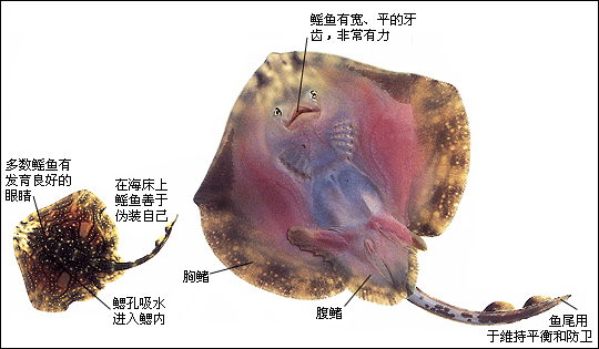 初中生物学 鲨鱼和鳐鱼