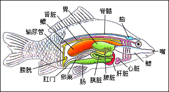 初中生物学 鱼类