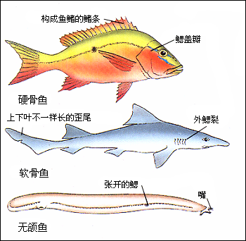 鱼类初中生物学chzhshw Ucoz Net