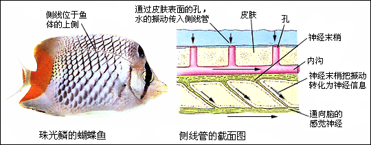 初中生物学 鱼类