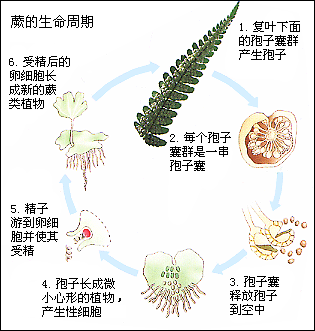 蕨原叶体 简图图片