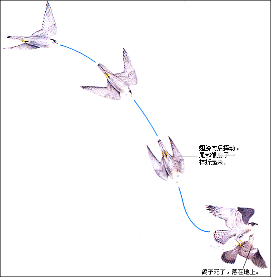 猛禽初中生物学chzhshw Ucoz Net